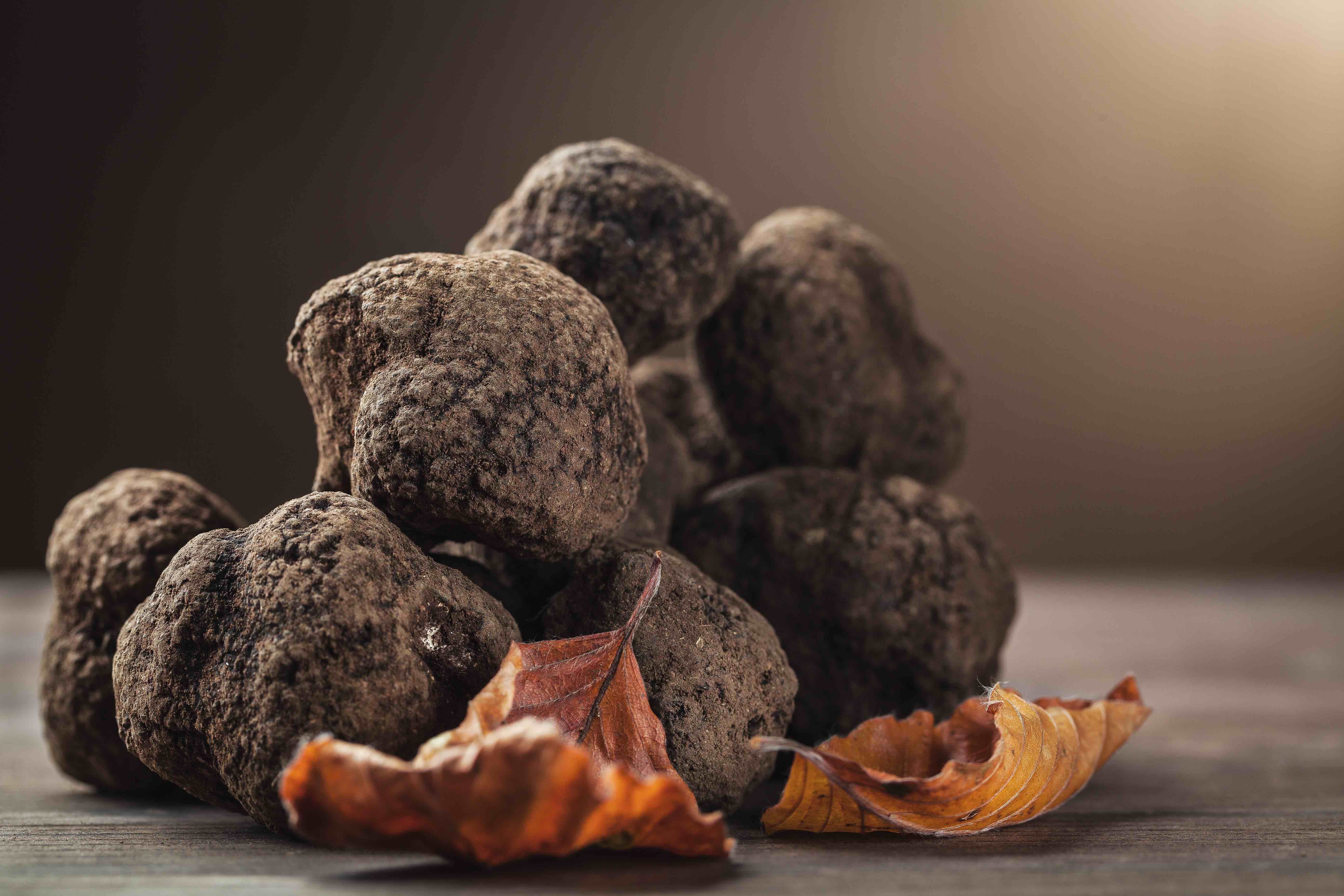 Where to go truffle hunting this fall