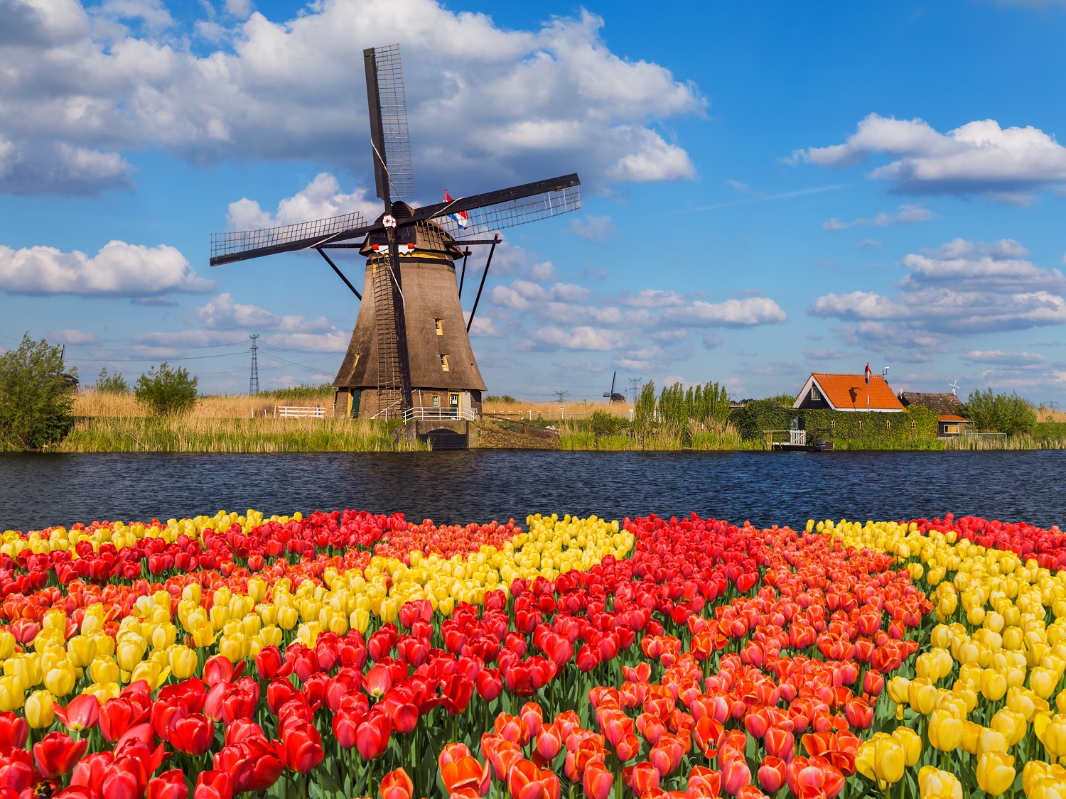 hd tulip fields amsterdam