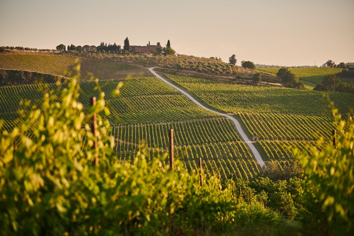 vineyard in Tuscany, Italy