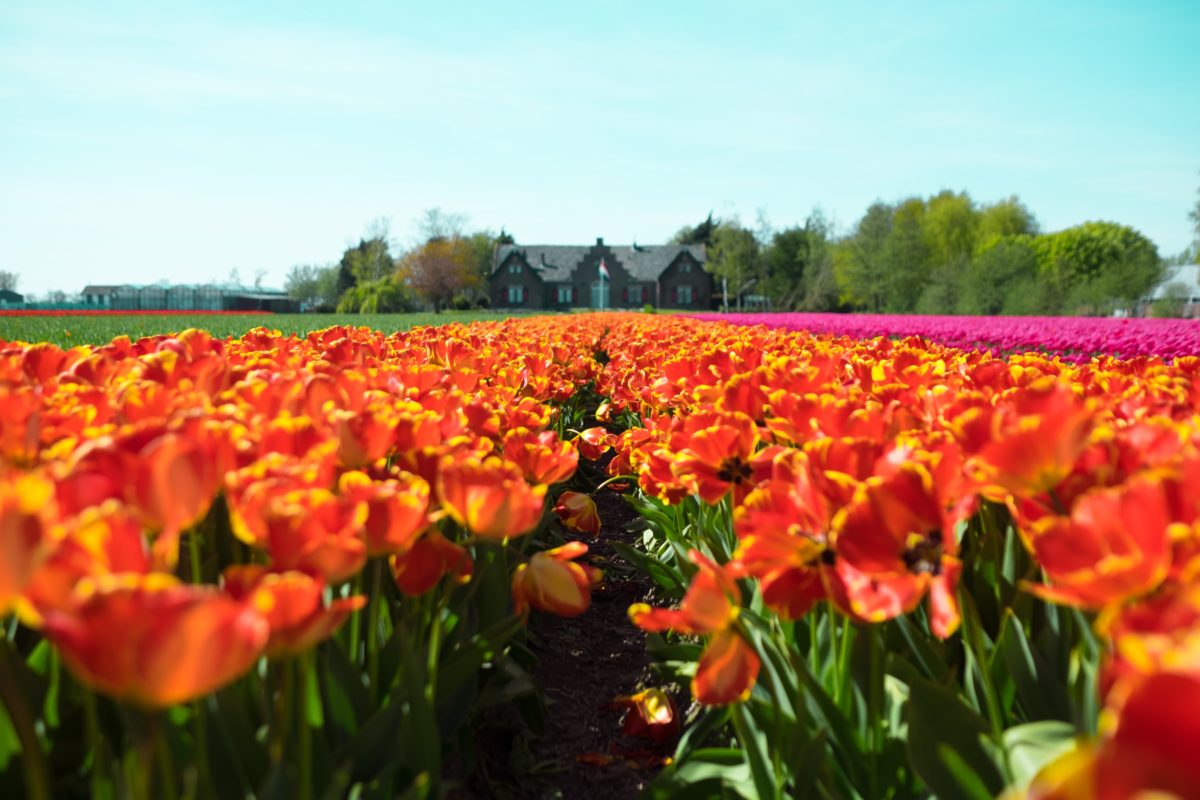 Field of tulip flowers in the Netherlands