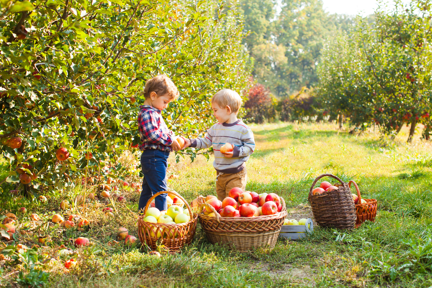 Подростки в саду собирает яблоки