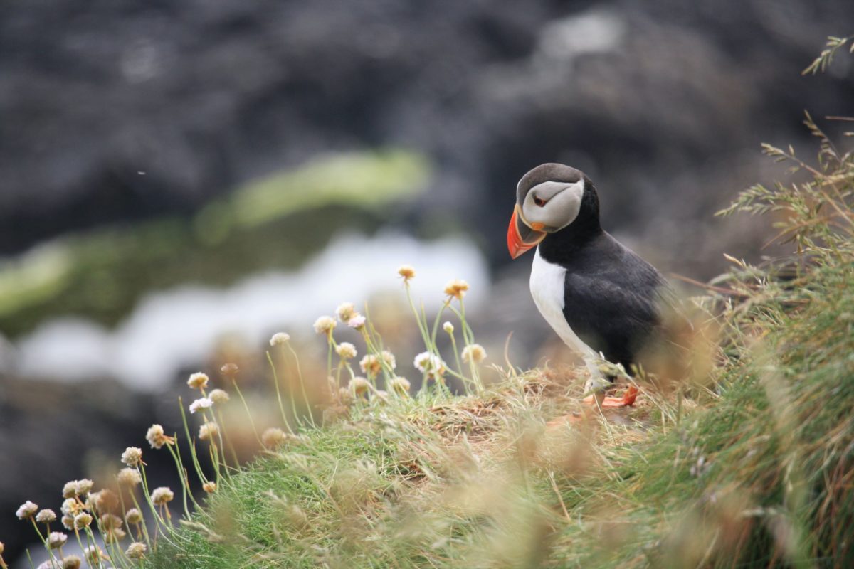 Atlantic Puffin - Wildlife in Britain