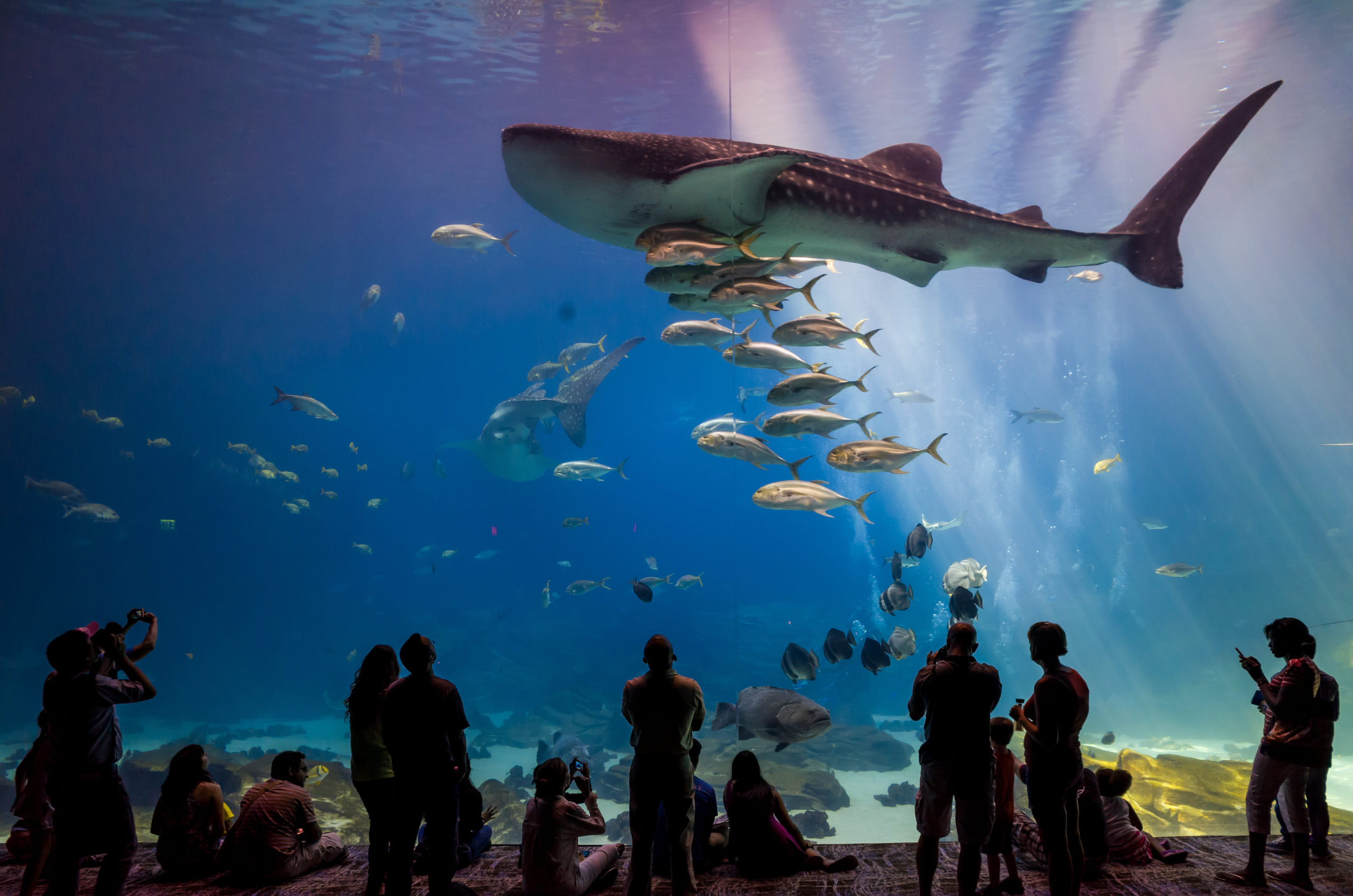 Georgia Aquarium