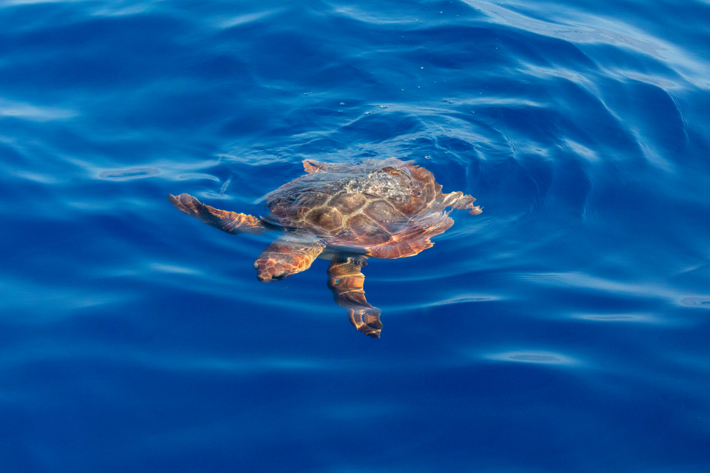 Turtle Island, Zante, Greece
