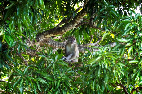 monkey in mauritius